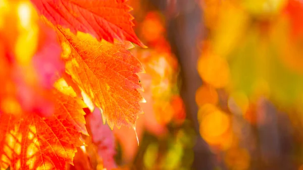 野生葡萄的红叶 秋天的野生葡萄叶子 背景模糊 秋天的背景复制空间 有选择的重点 — 图库照片