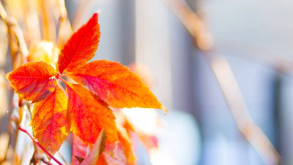 Rote Blätter Einer Wilden Traube Herbstblätter Von Wilden Trauben Mit — Stockfoto