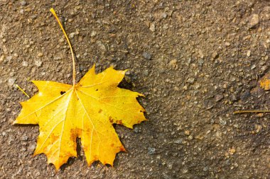 Asfaltta sarı akçaağaç yaprağı. Sonbaharın sembolü, arka planda düşen bir ağacın yaprağı. Düşen sonbahar kahverengi akçaağaç yaprağı yolda. Uzayı kopyala Üst görünüm