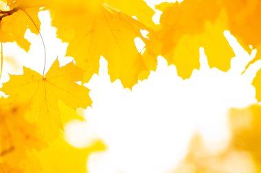 Akçaağaç yapraklı sonbahar arkaplanı. Güzel sonbahar manzarası. Düşen yapraklar doğal arkaplan. Arka plan bulanık. Boşluğu kopyala