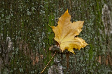 Ağaç kabuğuna düşmüş akçaağaç yaprağı. Bir ağacın kabuğunda kahverengi sonbahar yaprağı. Yalnızlık sembolü. Boşluğu kopyala