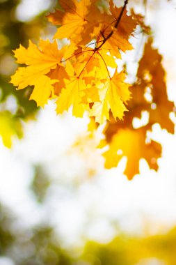 Akçaağaç yaprakları sonbahar ormanında. Sonbahar yapraklı ağaç dalı. Bulanık arka planda sarı akçaağaç yaprakları. Bokeh ile sonbahar doğa geçmişi. Çok sığ odak