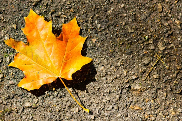 Yellow Maple Leaf Asphalt Symbol Autumn Fallen Leaf Tree Dark — Stock Photo, Image