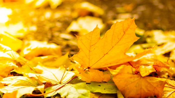 Φύλλα Φθινοπωρινής Περιόδου Πεσμένα Φύλλα Σφενδάμου Στο Δάσος Χρυσό Φύλλο — Φωτογραφία Αρχείου
