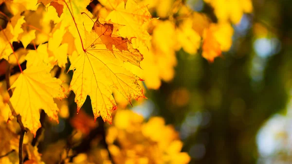 Кленовые Листья Осеннем Лесу Дерево Ветви Осенними Листьями Желтые Кленовые — стоковое фото
