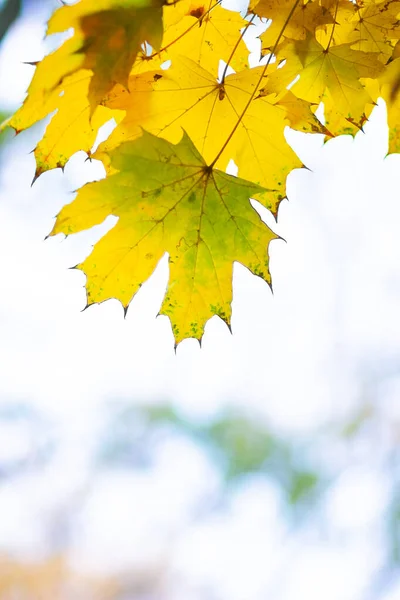 Herfst Achtergrond Boom Tak Met Esdoorn Bladeren Een Wazige Achtergrond — Stockfoto