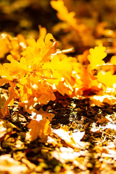 Fallen Oak Leaves Selective Focus Dry Oak Leaves Ground Autumn — Stock Photo, Image