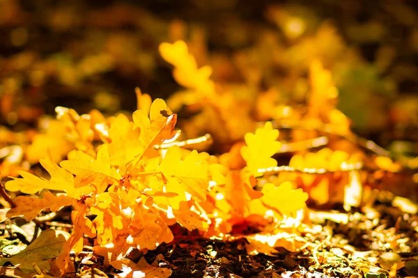 Fallen oak leaves with selective focus. Dry oak leaves on the ground. Autumn forest background. Copy space