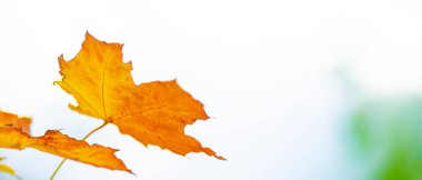 Akçaağaç yaprakları sonbahar ormanında. Sonbahar yapraklı ağaç dalı. Bulanık arka planda sarı akçaağaç yaprakları. Bokeh ile sonbahar doğa geçmişi. Çok sığ odak