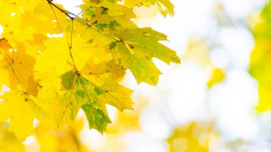 Akçaağaç yaprakları sonbahar ormanında. Sonbahar yapraklı ağaç dalı. Bulanık arka planda sarı akçaağaç yaprakları. Bokeh ile sonbahar doğa geçmişi. Çok sığ odak