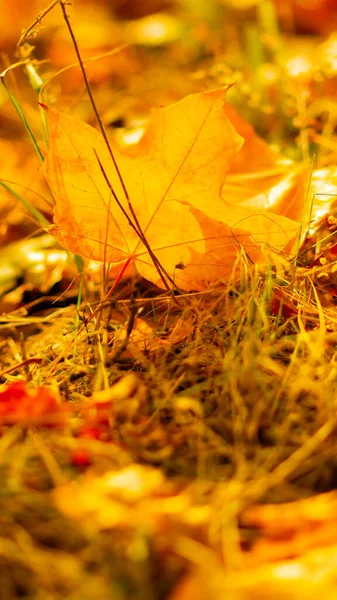Листья Осеннего Сезона Падшие Кленовые Листья Лесу Золотой Кленовый Лист — стоковое фото