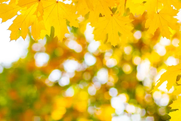 Кленовые Листья Осеннем Лесу Дерево Ветви Осенними Листьями Желтые Кленовые — стоковое фото