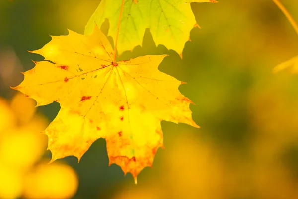 Φύλλα Σφενδάμου Στο Φθινόπωρο Δάσος Δέντρο Φύλλα Φθινοπώρου Κίτρινα Φύλλα — Φωτογραφία Αρχείου