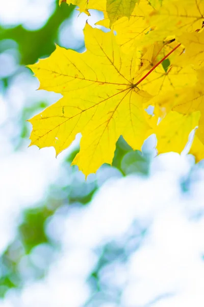 Klonowe Liście Jesiennym Lesie Gałąź Drzew Jesiennymi Liśćmi Żółte Liście — Zdjęcie stockowe
