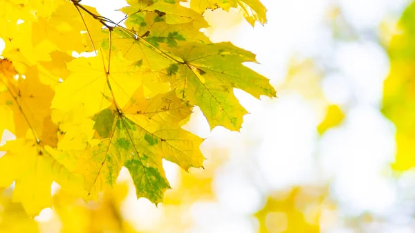 Ahornblätter Herbstwald Ast Mit Herbstblättern Vergilbte Ahornblätter Auf Verschwommenem Hintergrund — Stockfoto