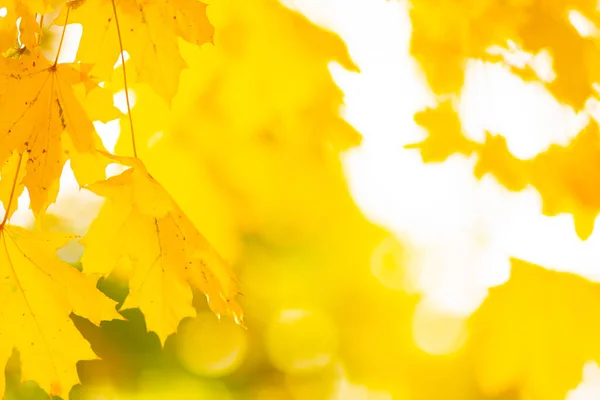 Осенний Фон Ветка Дерева Кленовыми Листьями Размытом Фоне Осенний Дизайн — стоковое фото