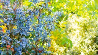 Mahonia aquifolium (Oregon üzümü veya Oregon üzümü) dallarda olgunlaşır. Berberidaceae ailesinde bitki. Çalının üstünde mavi çilek