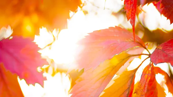 野生のブドウの赤い葉 背景がぼやけている野生のブドウの秋の葉 秋の背景 コピースペース 選択的焦点 — ストック写真