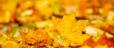 Sonbahar yaprakları. Ormanda düşen akçaağaç yaprakları. Bulanık sarı arka planda altın akçaağaç yaprağı. Sonbahar konsepti