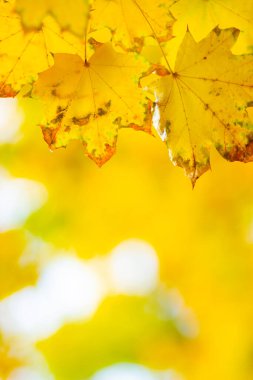 Akçaağaç yaprakları sonbahar ormanında. Sonbahar yapraklı ağaç dalı. Bulanık arka planda sarı akçaağaç yaprakları. Bokeh ile sonbahar doğa geçmişi. Çok sığ odak