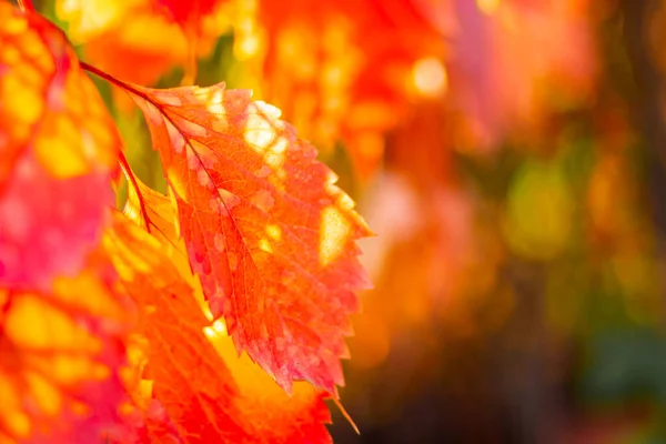 Foglie Rosse Chicchi Uva Selvatici Foglie Autunnali Uva Selvatica Con — Foto Stock