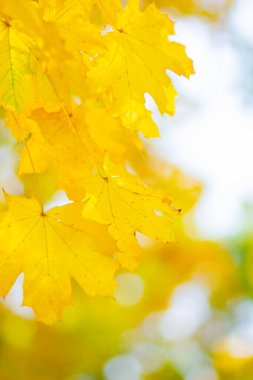 Sonbahar arkaplanı. Bulanık bir arka planda akçaağaç yapraklı ağaç dalı. Sarı yapraklı sonbahar tasarımı. Uzayı kopyala Yumuşak odak