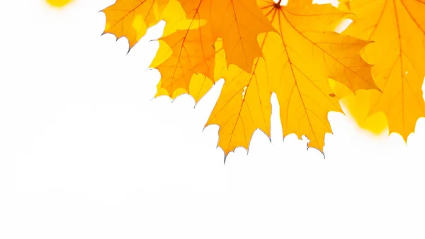 秋の背景 背景がぼやけているカエデの葉を持つ木の枝 黄色の葉を持つ秋のデザインの背景 コピースペース ソフトフォーカス — ストック写真