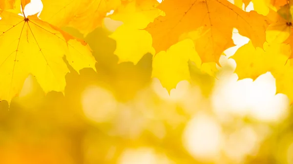 秋の背景 背景がぼやけているカエデの葉を持つ木の枝 黄色の葉を持つ秋のデザインの背景 コピースペース ソフトフォーカス — ストック写真