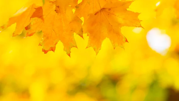 Φθινόπωρο Φόντο Δέντρο Κλαδί Φύλλα Σφενδάμου Ένα Θολό Φόντο Φθινόπωρο — Φωτογραφία Αρχείου
