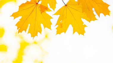 Akçaağaç yapraklı sonbahar arkaplanı. Arka planda sonbahar portakal yaprakları bulanık. Boşluğu kopyala