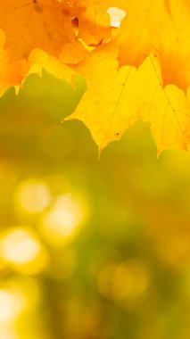 Akçaağaç yapraklı sonbahar arkaplanı. Arka planda sonbahar portakal yaprakları bulanık. Boşluğu kopyala