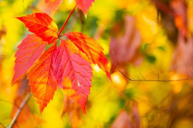 Sonbahar koleksiyonu. Kırmızı-portakal yapraklı yabani üzümler. Bulanık arka planda kızlık üzümlerinin kırmızı yaprakları. Boşluğu kopyala
