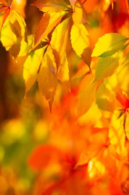 Sonbahar koleksiyonu. Kırmızı-portakal yapraklı yabani üzümler. Bulanık arka planda kızlık üzümlerinin kırmızı yaprakları. Boşluğu kopyala