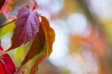 Sonbahar koleksiyonu. Kırmızı-portakal yapraklı yabani üzümler. Bulanık arka planda kızlık üzümlerinin kırmızı yaprakları. Boşluğu kopyala