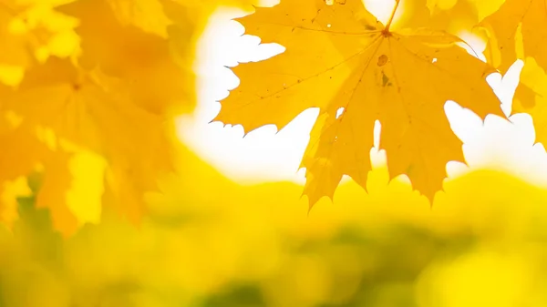 秋天的背景与枫叶 秋天的橙色树叶笼罩在模糊的背景上 复制空间 — 图库照片