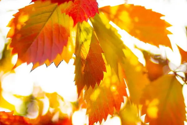 秋装系列野生葡萄的橙红色叶子 未成熟葡萄的红叶 背景模糊不清 复制空间 — 图库照片