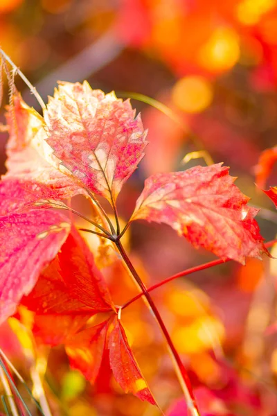 Collezione Autunnale Foglia Uva Selvatica Colore Rosso Arancio Foglie Rosse — Foto Stock