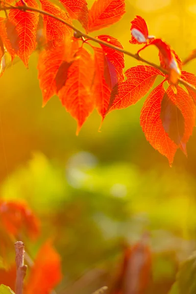 Collezione Autunnale Foglia Uva Selvatica Colore Rosso Arancio Foglie Rosse — Foto Stock