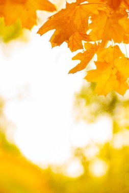 Akçaağaç yapraklı sonbahar arkaplanı. Arka planda sonbahar portakal yaprakları bulanık. Boşluğu kopyala