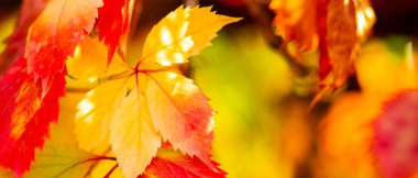 Kırmızı sonbahar yaprakları. Bokeh ile sonbahar doğa geçmişi. Boşluğu kopyala