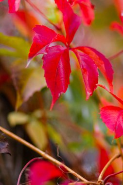 Kırmızı sonbahar yaprakları. Bokeh ile sonbahar doğa geçmişi. Boşluğu kopyala