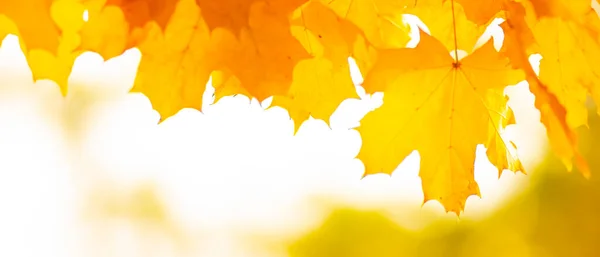 Fondo Autunnale Con Foglie Acero Autunno Foglie Arancioni Sfondo Sfocato — Foto Stock