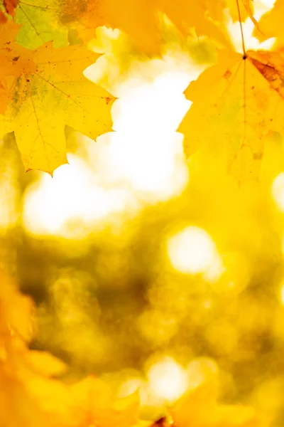 Hösten Bakgrund Med Lönnlöv Hösten Orange Blad Över Suddig Bakgrund — Stockfoto