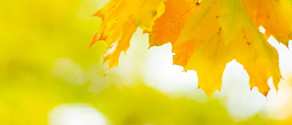 Φθινοπωρινό Φόντο Φύλλα Σφενδάμου Φθινοπωρινά Φύλλα Πορτοκαλιού Πάνω Από Θολή — Φωτογραφία Αρχείου