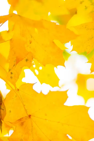 紅葉と秋の背景 背景がぼやけて秋のオレンジの葉 スペースのコピー — ストック写真