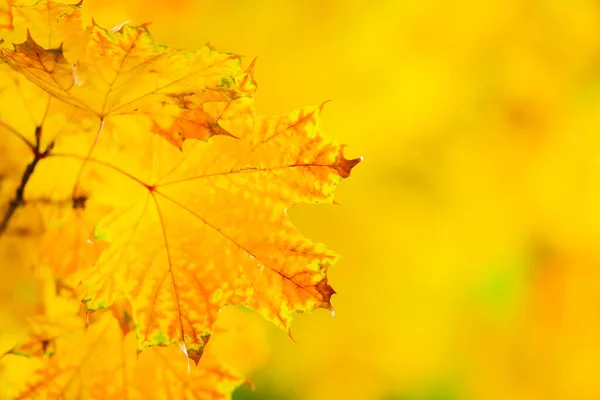 Herbst Hintergrund Mit Ahornblättern Herbstliche Orangefarbene Blätter Vor Verschwommenem Hintergrund — Stockfoto