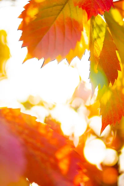 Rote Herbstblätter Herbst Natur Hintergrund Mit Bokeh Kopierraum — Stockfoto