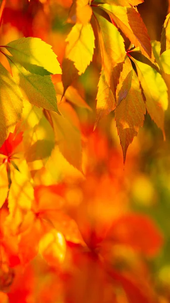 红色的秋天叶子 秋天的自然背景与Bokeh 复制空间 — 图库照片