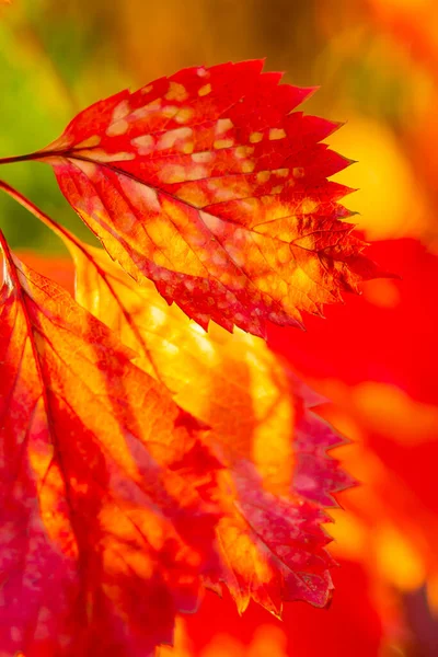 Rode Herfstbladeren Herfst Natuur Achtergrond Met Bokeh Kopieerruimte — Stockfoto