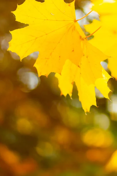 Yellow maple leaves on a blurred background. Autumn background with maple leaves. Creative wallpapers. Copy space